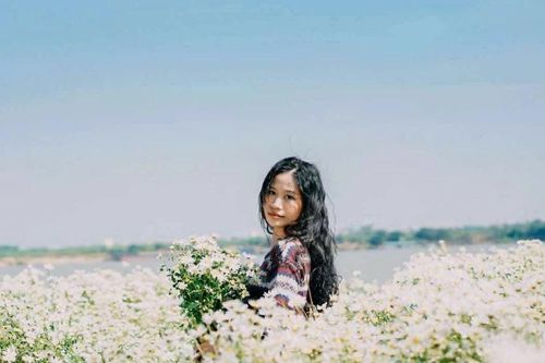 Cúc họa mi vào vụ, bãi đá sông Hồng rộn ràng khách đổ về săn sắc trắng