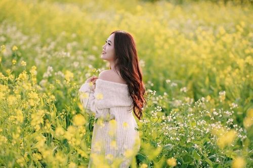 Mộc Châu rực sắc cải vàng, hút khách đầu đông