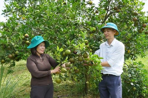 Từ vùng đất đạn bom đến những vựa cam tiền tỉ