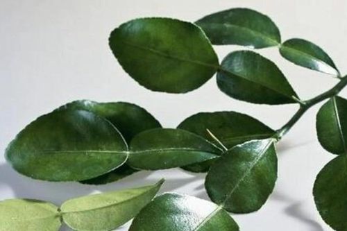 Lá chanh - vị thuốc quý trong mỗi gia đình