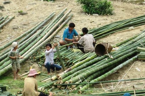 'Cây giảm nghèo' lên giá, rừng vùng biên Thanh Hóa phấn khởi vào vụ cuối năm