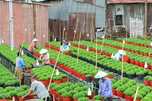 Festival hoa - kiểng Sa Đéc dự kiến đón nửa triệu lượt khách