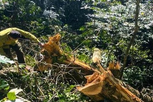 Điều tra vụ 3 cây gỗ quý bị chặt hạ trong rừng đặc dụng Pù Luông
