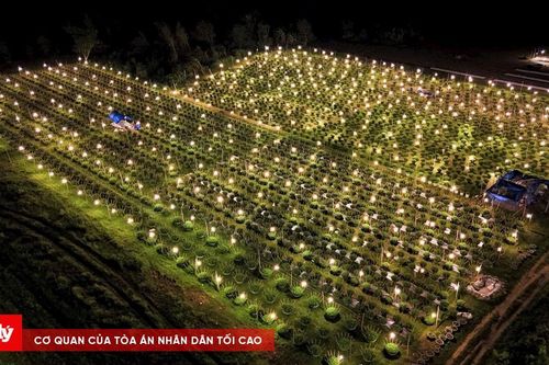 Làng hoa cúc Kiên Long thắp điện xuyên đêm cứu cây sau hai đợt bão lũ
