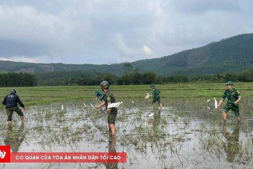 Huế phục hồi môi trường sinh thái, đàn chim di cư tăng đột biến