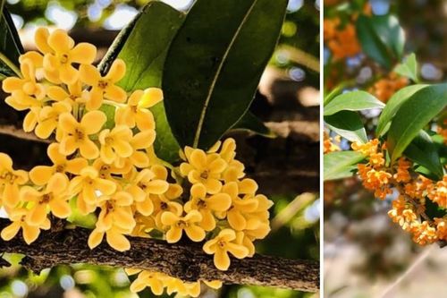 Cây quế – loài cây gợi cảm giác may mắn và sinh khí cho ngôi nhà