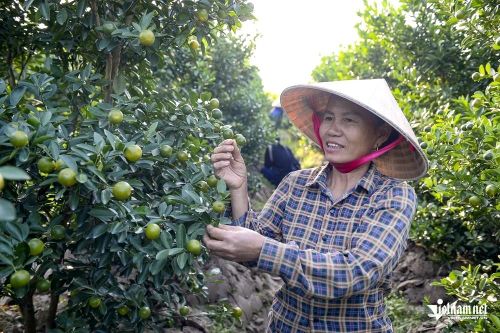 'Thủ phủ quất cảnh' ở Thanh Hóa mất mùa, thương lái đua đặt sớm dù quả còn xanh