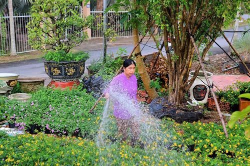 Festival Hoa - Kiểng Sa Đéc 2025 kỳ vọng đón 500.000 lượt khách