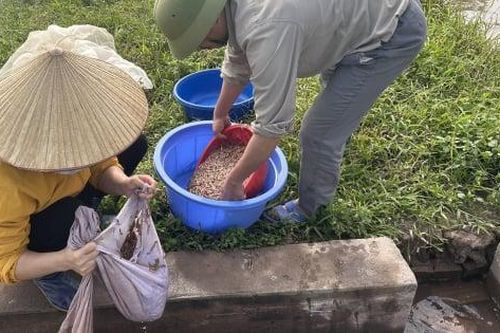 Hải Phòng vào vụ thu hoạch 'lộc trời'