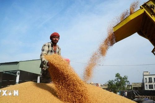 FAO: Giá lương thực thế giới giảm tháng thứ ba liên tiếp