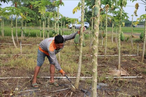 TP Hồ Chí Minh: Ngập úng khiến nhiều nông dân trắng tay ngay trước Tết