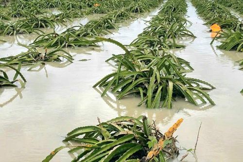 Lâm Đồng: Mưa lũ khiến 6.195 căn nhà bị ngập lụt, thiệt hại ban đầu ước tính hơn 113 tỷ đồng