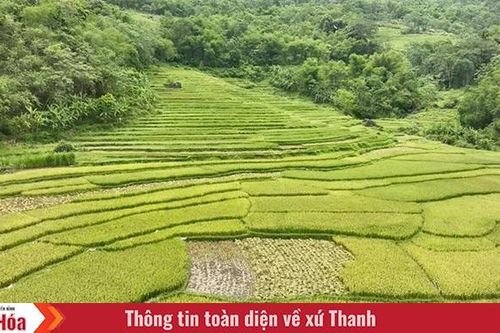 Trên những 'dải lụa' vùng cao xứ Thanh (Bài 1): Những thửa ruộng bậc thang