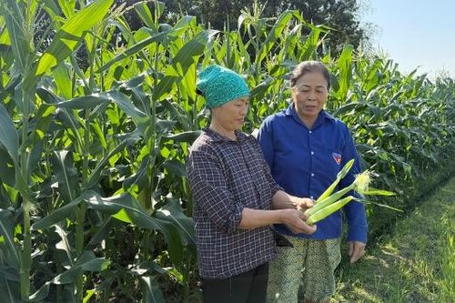 Xã Ngọc Thiện mở rộng vùng sản xuất nông nghiệp chất lượng cao