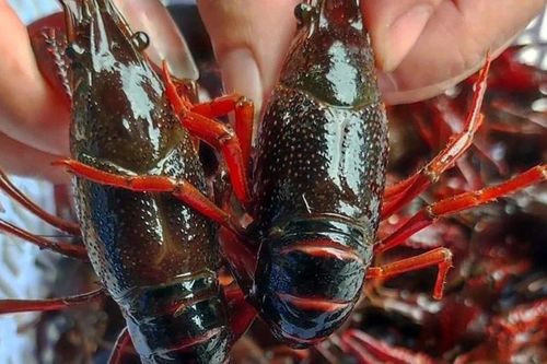Bộ Nông nghiệp và Môi trường quy định tiêu chí xác định nguy cơ xâm hại của loài ngoại lai