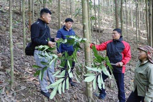 Bảo Hà: Khai thác giá trị cây quế để giảm nghèo bền vững