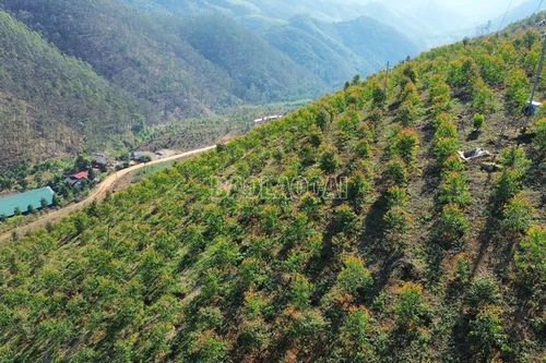 Làm giàu từ mô hình trồng bạch đàn Cự vĩ DH 32-29 trên đất đồi Bảo Hà