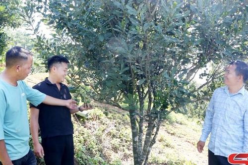 Kim Bon ngày mới