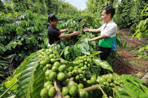 Việt Nam cần thêm 'công cụ thực chiến' để doanh nghiệp tăng trưởng xanh