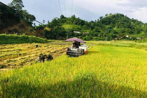 Sản phẩm OCOP 4 sao gạo Séng Cù Mường Vi: Khi nông dân làm chủ công nghệ