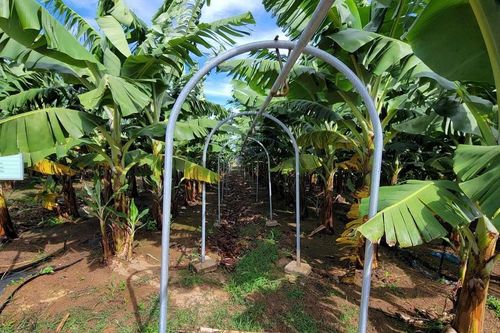 Hiệu quả cơ giới hóa sản xuất chuối tại đồng bằng và miền núi