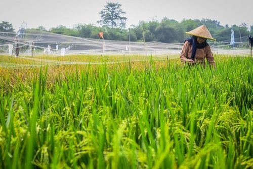 Indonesia tuyên bố tự cung cấp lương thực vào cuối năm 2025