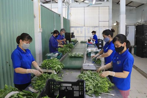 Những luống rau xanh 'tiền tỷ'