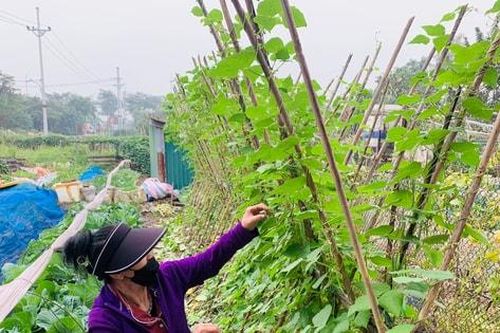 Lãng phí lớn từ thói quen canh tác cảm tính
