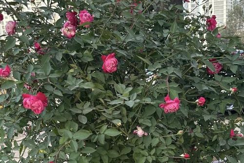 Những loại cây cảnh cần tránh trồng trong nhà nếu không muốn thất thoát tiền của theo lời dặn của người xưa