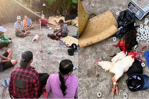 Triệt phá xới đá gà, bắt giữ 12 đối tượng