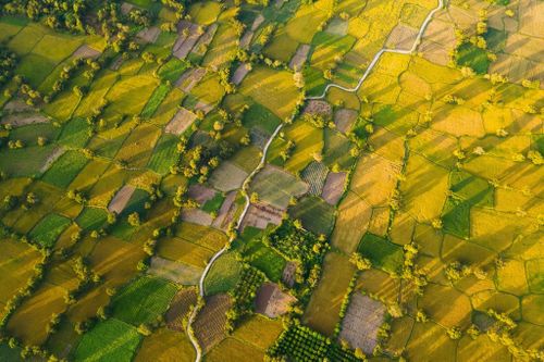 Đồng lúa An Giang 'dát vàng' mùa gặt