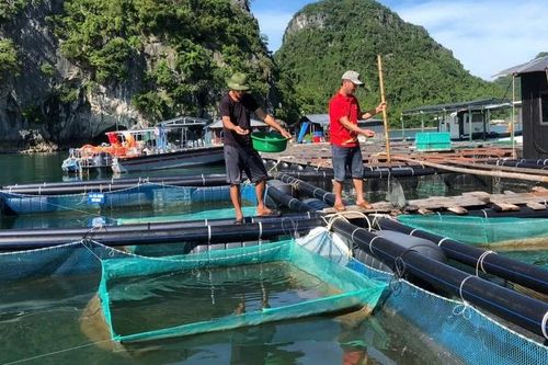 Nâng sức cạnh tranh cho nghề nuôi trồng thủy sản biển