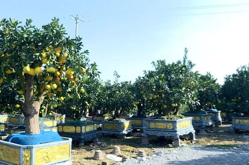 'Thủ phủ' quất, bưởi cảnh Văn Giang sẵn sàng cho thị trường Tết