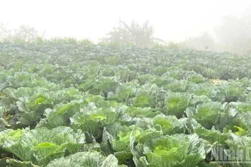 Sản xuất nông, lâm nghiệp và thủy sản tháng 11 bị ảnh hưởng bởi mưa lũ
