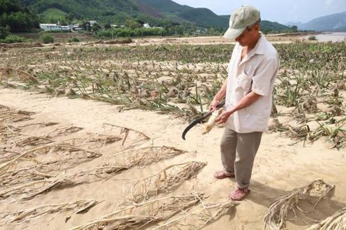 Không được tổ chức mua bán khối lượng đất, cát dư thừa khi phục hồi sản xuất nông nghiệp sau thiên tai
