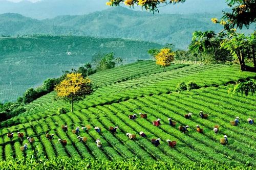 Mở hướng phát triển bền vững cho trà Việt