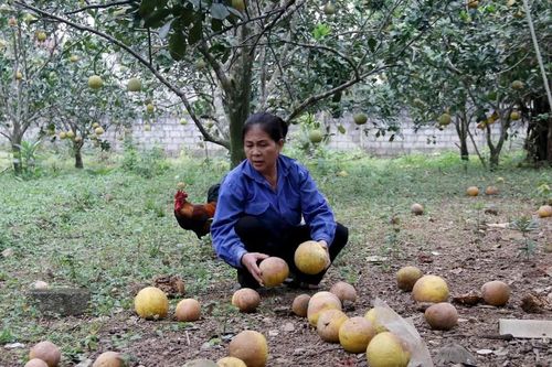 Bưởi Diễn rụng hàng loạt sau bão lũ, người dân lo thất thu vụ tết