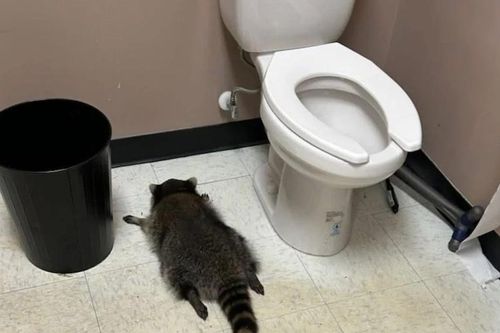 Gấu mèo 'đại náo' cửa hàng rượu ở Mỹ, say xỉn rồi ngủ trong toilet