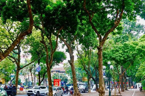 Cảnh lạ trên con đường lãng mạn đông 'nàng thơ' nhất Hà Nội