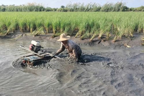 'Quậy bùn' bắt tôm càng xanh