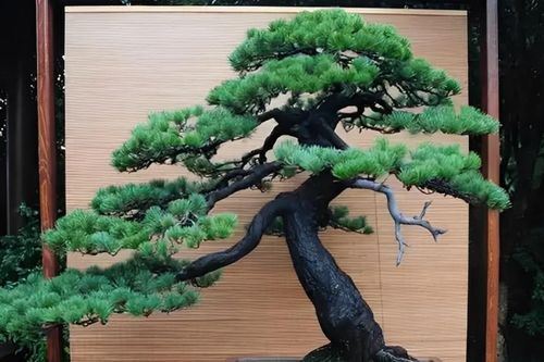 Vị trí trồng Tùng la hán giúp nhà cửa thông thoáng, cảnh quan đẹp mắt