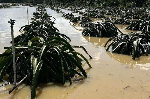 Hàng tấn nho, thanh long ở Lâm Đồng chìm trong lũ: Bà con lo tiền đâu ăn Tết