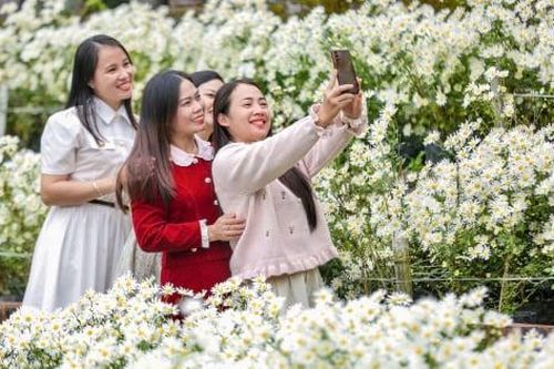 Lạc vào thung lũng cúc họa mi ở Thanh Hóa