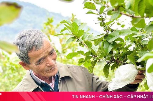 Gần 40 hộ dân Thạch Hà tham quan mô hình trồng ổi lê ở Thanh Hóa