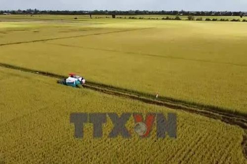 Nông dân Đồng Tháp và hành trình 'biến' rơm thành tiền