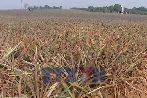 Thanh Hóa: Hàng trăm ha dứa chết hàng loạt, nông dân nguy cơ mất trắng