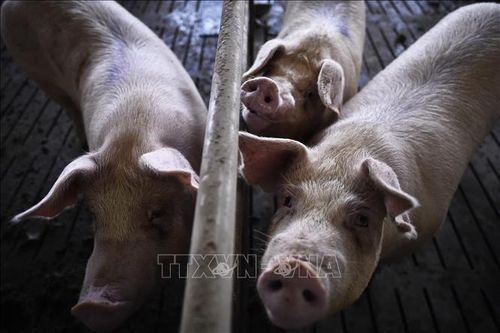 Nghi rò rỉ phòng thí nghiệm gây bùng phát dịch tả lợn ở Tây Ban Nha