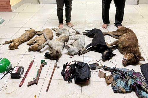 Đi ô tô, dùng súng điện tự chế để trộm chó