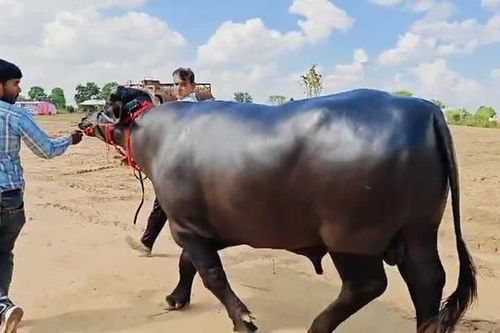 Con trâu được trả 8,7 tỷ đồng, người đàn ông vẫn từ chối bán