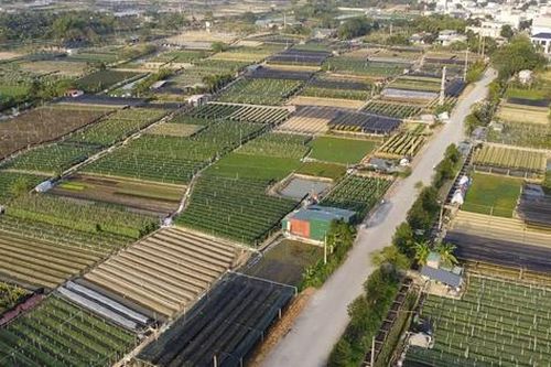 Hai 'thủ phủ' quất- hoa xứ Thanh tăng tốc vào vụ Tết
